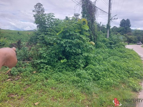 ขายที่ดิน 3-1-59 ไร่ เชียงราย – ทำเลดี ติดถนนลาดยาง 